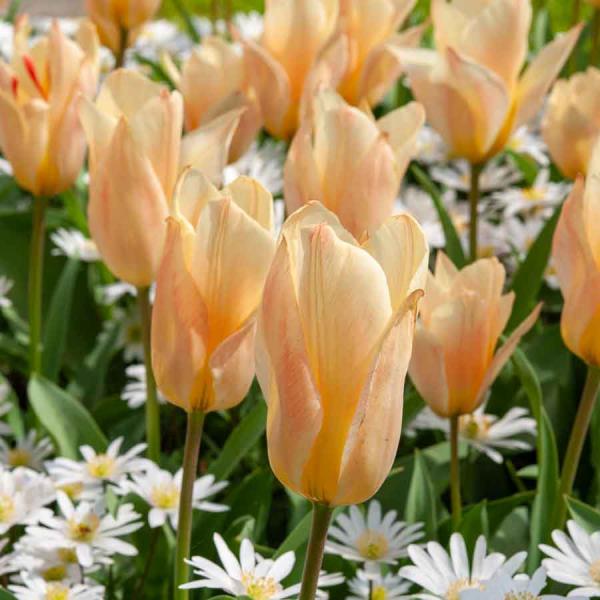 Bulbes à fleurs à planter à l'automne - Tulipe Für Elise (x8) - face recto